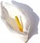 Decorate your personalized wedding bubbles with one of these beautiful embellishments. Choose from paper roses, cala lilies, seashells, glass heart charms, lotus blossoms, daisies and more!